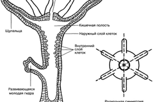 Кракен адрес тор